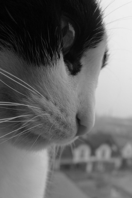 Filemon. :**