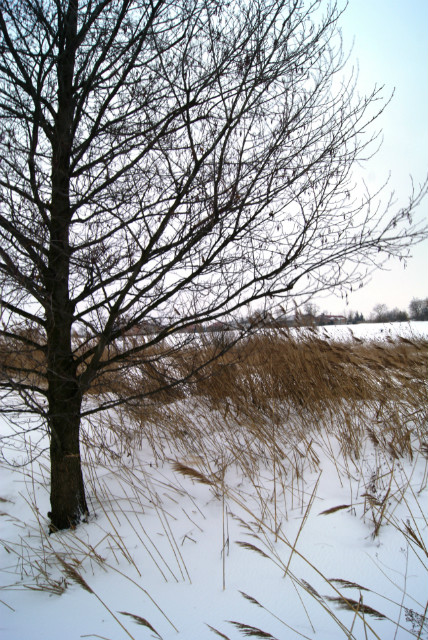 nie.