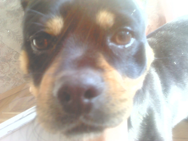 Wpis pomelox3