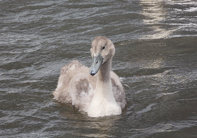Swan. 