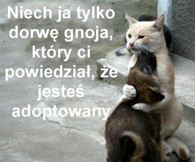 Wpis opisikoowoo