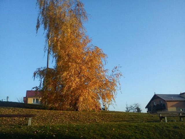Drzewko :*** 
