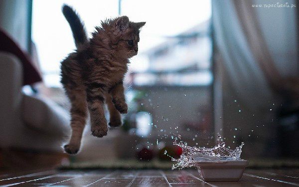 Wpis xxcatwomanxx