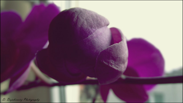 Flower. 