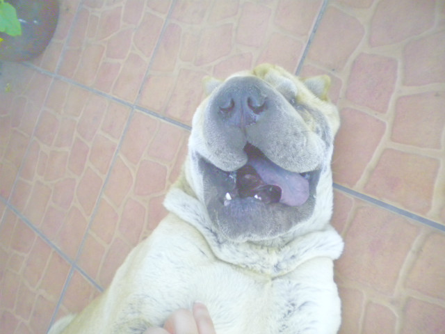 Wooof!