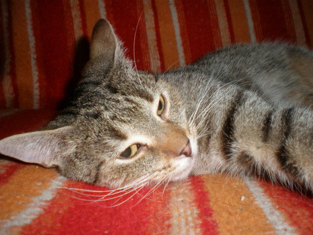 lilu