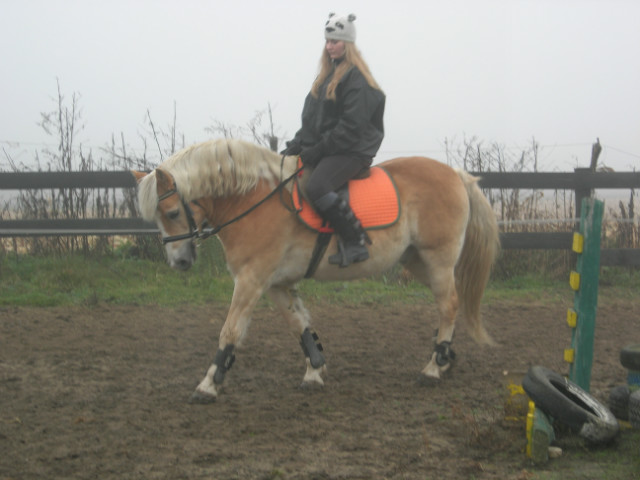 haflinger te potrafi 