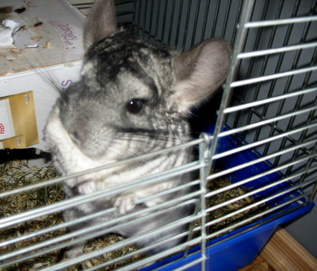 Wpis rabbble