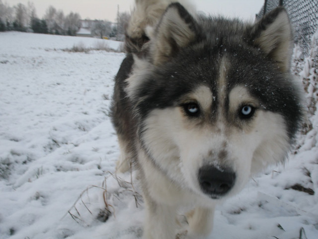 Hasu