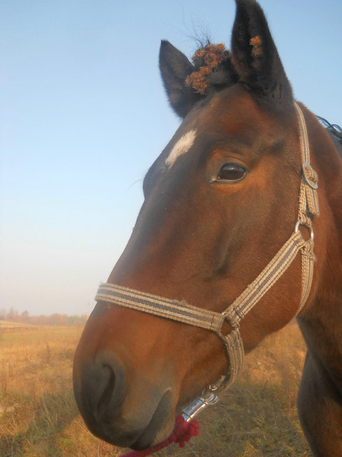 Truskawka