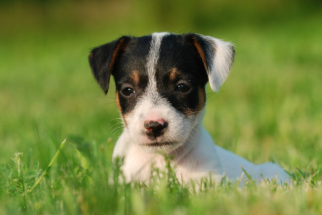 Jack Russel :)