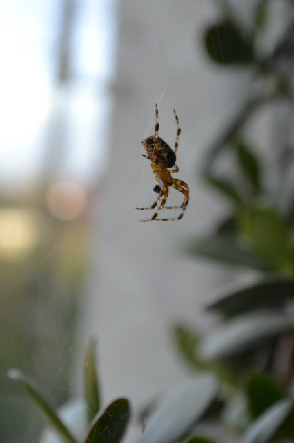 spider