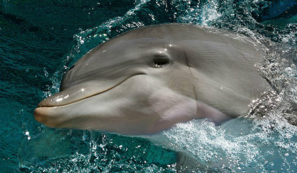 delfin ;)