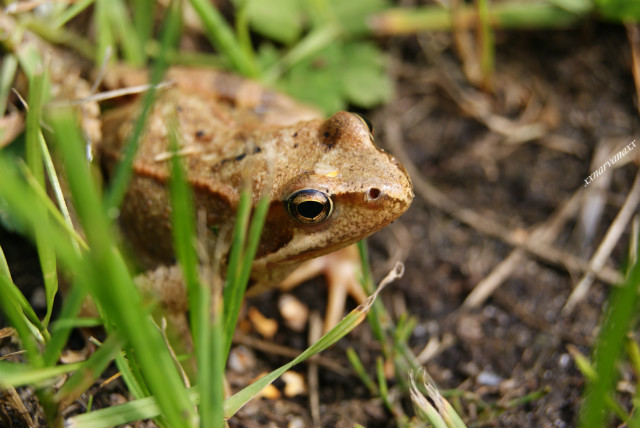 froggy now.