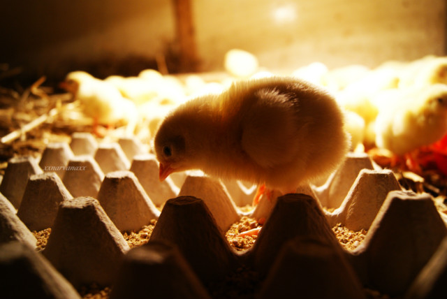 want a chicken?.