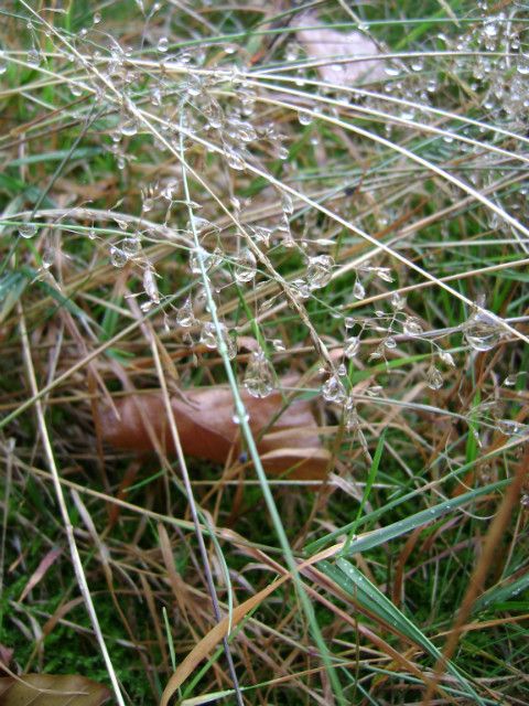 Grska rosa.