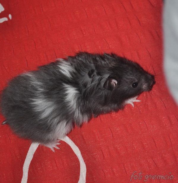 mini ziomka ;d