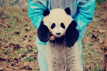 panda;3