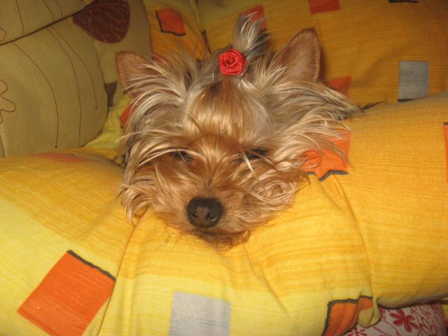 Wpis patrycjalolo