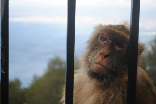 gibraltar. 