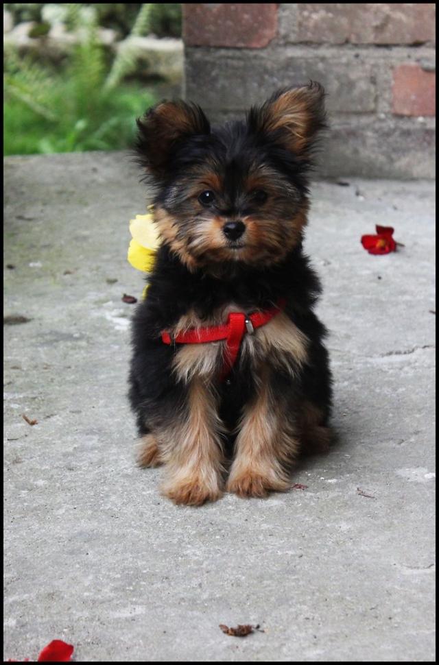 Roxy :*