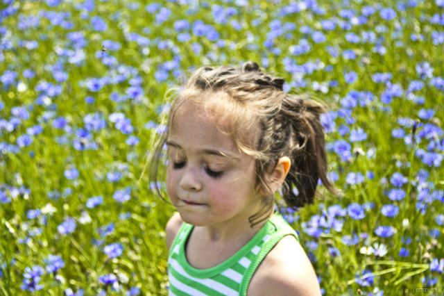 On the blue field