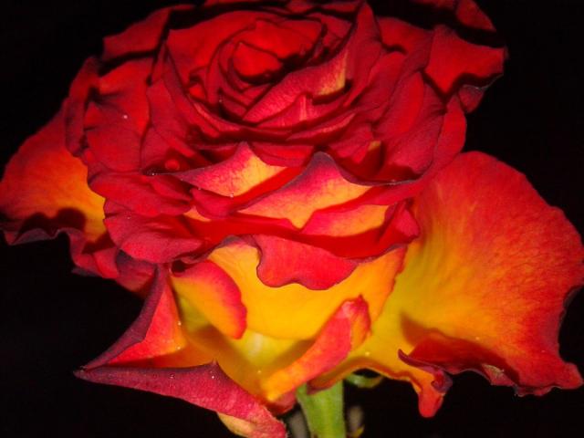 _ rose dying