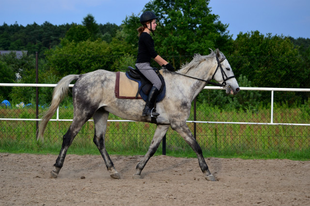 Wpis equidae