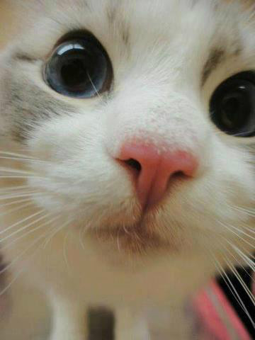 Wpis peeepsiii