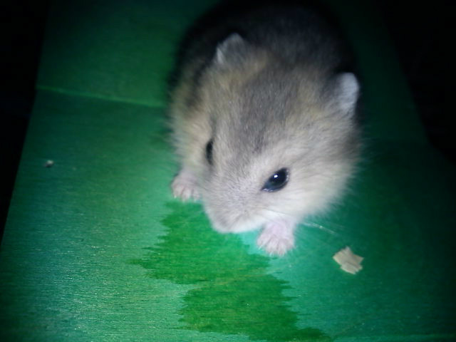 Gniewko! :D