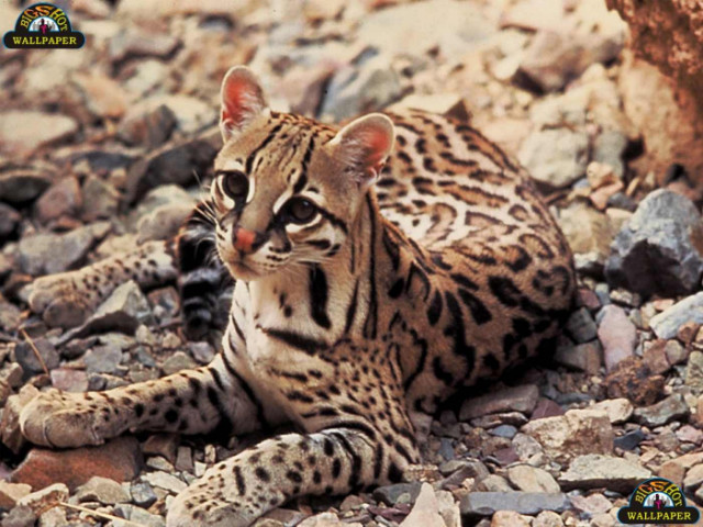 Ocelot