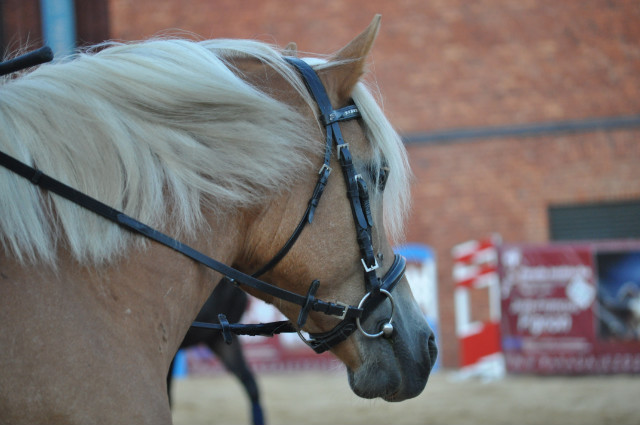 Wpis bernilover