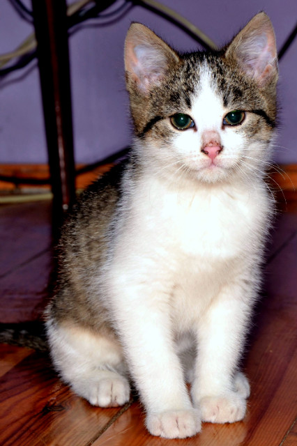 nowi mieszkacy Furmanki