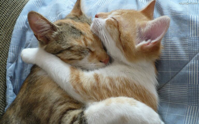 Kotunie sodkie :*:*