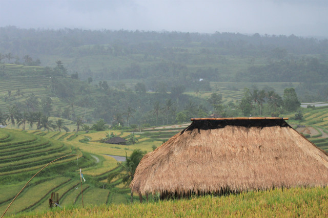 deszczowa Bali