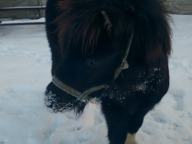 Mj liczny :* 