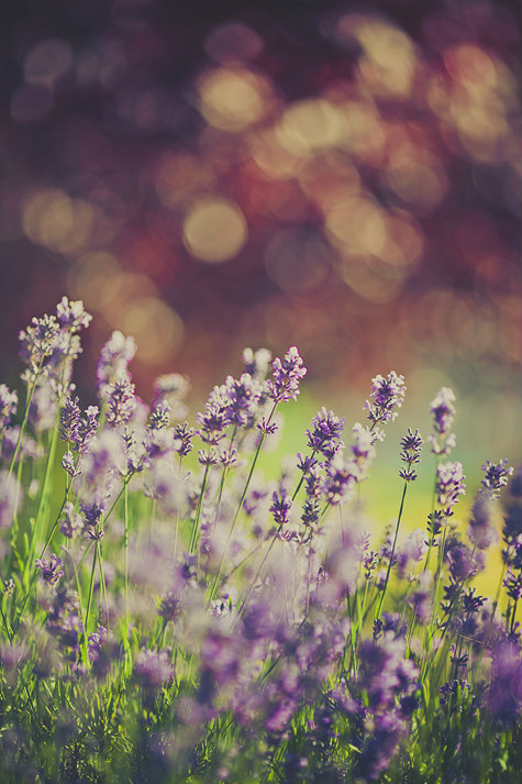 Lavender.