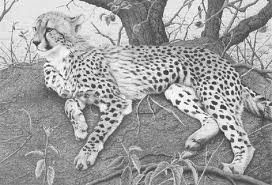 gepard