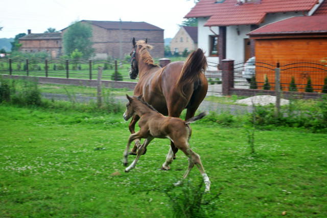 Sodziaki 