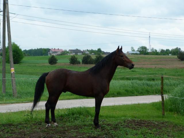 Konik