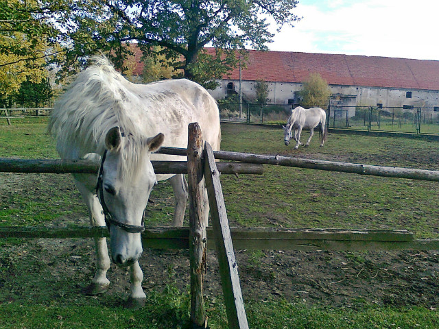 Lala i Muzyka