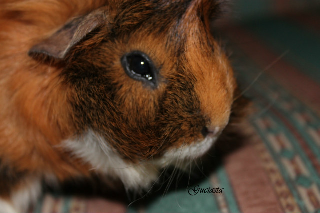 Guinea Pig