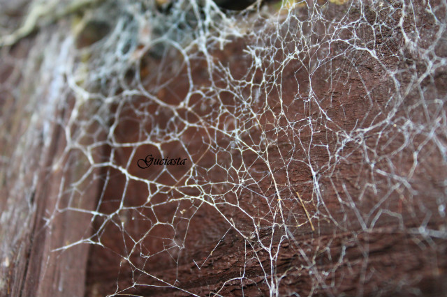 Web