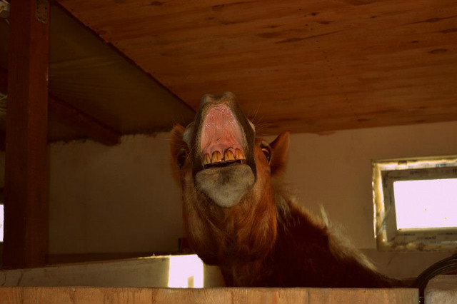 Wpis dreamsofhorses