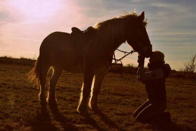 Wpis dreamsofhorses