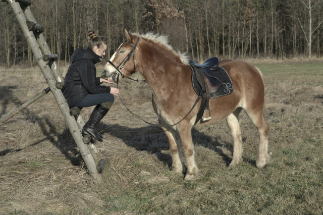 Wpis dreamsofhorses
