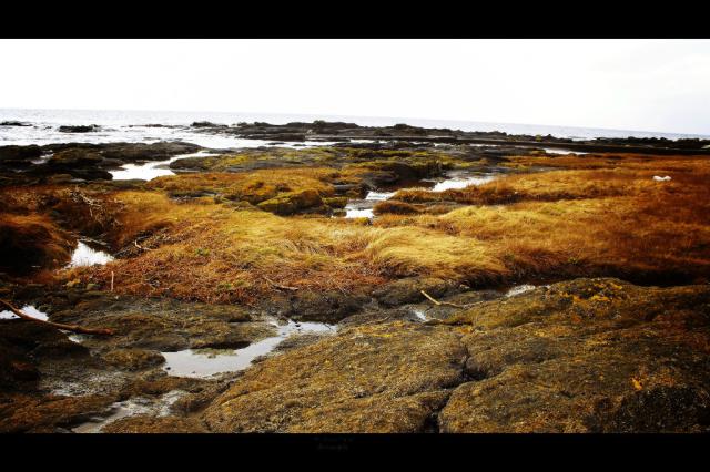 Ayr.