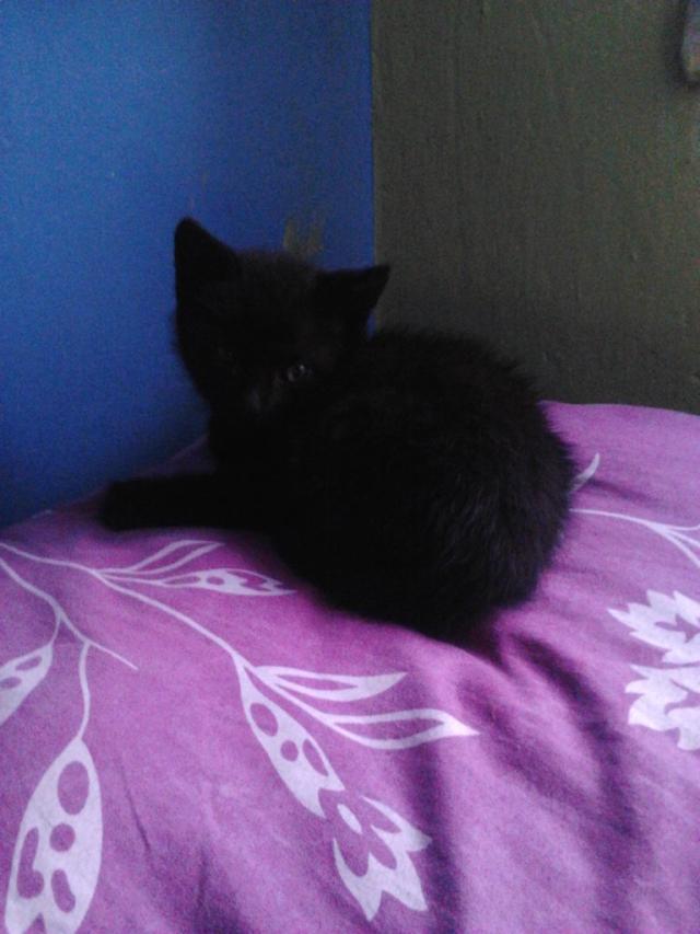 moj kotek