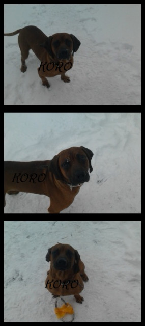 Poznajcie Koro . 