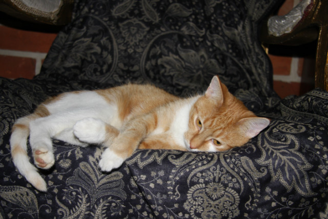 Stefa : 3